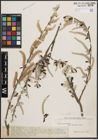Foto von Salix coulteri Andersson